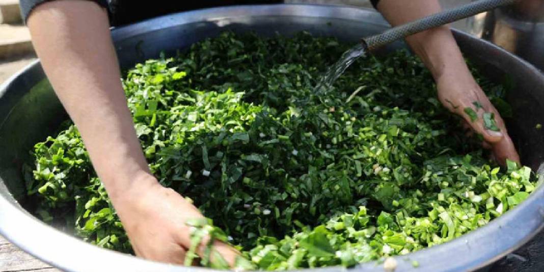 Doğanın en zehirli otlarından: Kadın elinde şifaya dönüşüyor 3